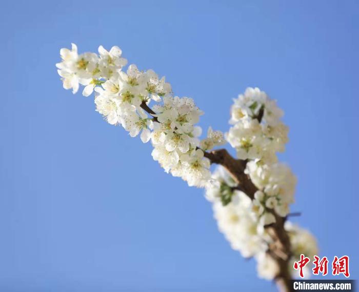 李花盛開(kāi)。　何清海 攝