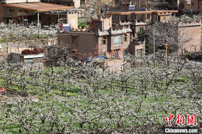 潔白的李花與村寨交相輝映，勾勒出一幅美麗的和諧生態(tài)畫(huà)卷?！『吻搴?攝
