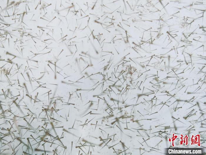 圖為魚苗?！?zhí)砀?攝
