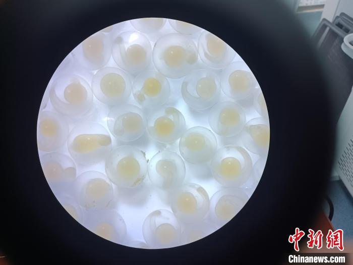 圖為顯微鏡下的魚卵?！∏嗪：沲幘茸o中心 供圖