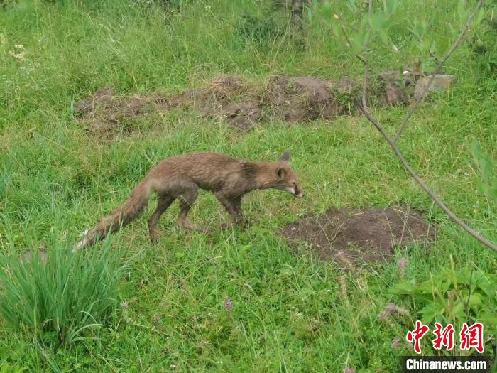 青?；ブ骄戎鷩叶壉Ｗo(hù)野生動物赤狐