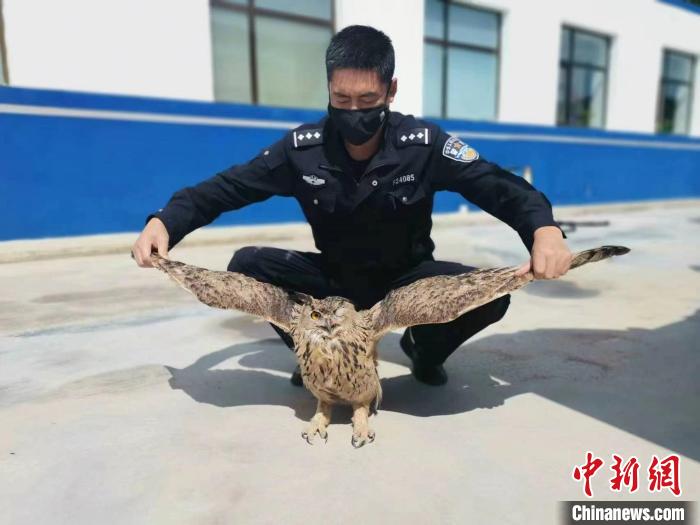 青?；ブ衤撌志戎鷩叶壉Ｗo野生動物雕鸮