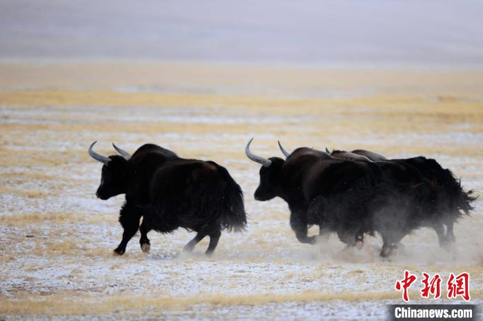 牦牛如何適應(yīng)低氧環(huán)境？中科院團(tuán)隊(duì)發(fā)現(xiàn)牦牛特有肺內(nèi)皮細(xì)胞起作用