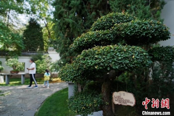 圖為在西寧園林植物園內(nèi)，造型奇特的盆景吸引市民?！●R銘言 攝