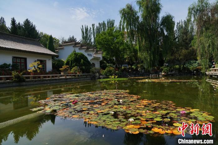 圖為西寧園林植物園秋日風(fēng)景別有韻味?！●R銘言 攝