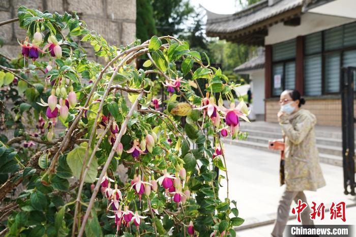 圖為市民在西寧園林植物園內(nèi)觀賞花卉?！●R銘言 攝