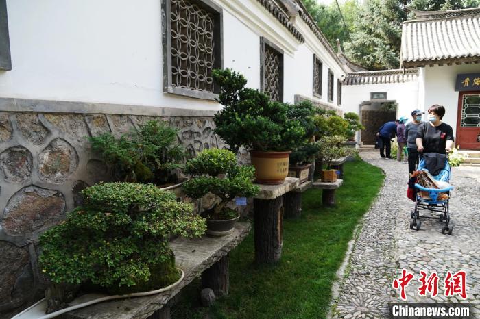 圖為市民在西寧園林植物園內(nèi)觀賞盆景?！●R銘言 攝