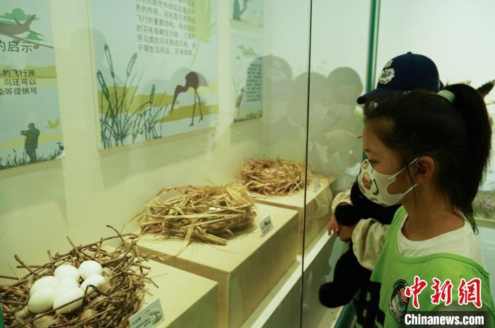 圖為小朋友在青海西寧湟水國家濕地公園科普館內(nèi)參觀學(xué)習(xí)?！●R銘言 攝