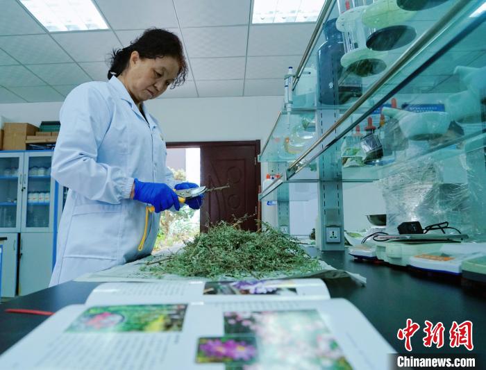 圖為張錦梅在實(shí)驗(yàn)室工作?！●R銘言 攝