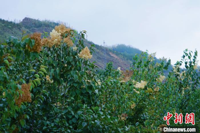圖為西寧北山上的丁香樹(shù)。　馬銘言 攝