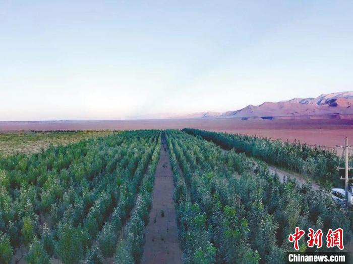 圖為格爾木境內(nèi)種植的綠樹(shù)。　格爾木融媒體中心供圖