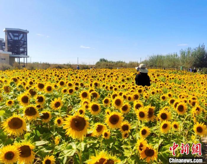 圖為格爾木境內(nèi)的向日葵花海。　格爾木融媒體中心供圖