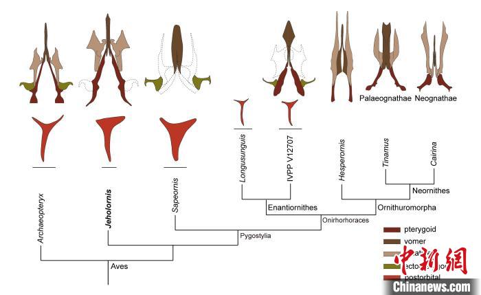 最原始鳥類“熱河鳥”最新研究：嗅覺更好、日行主導
