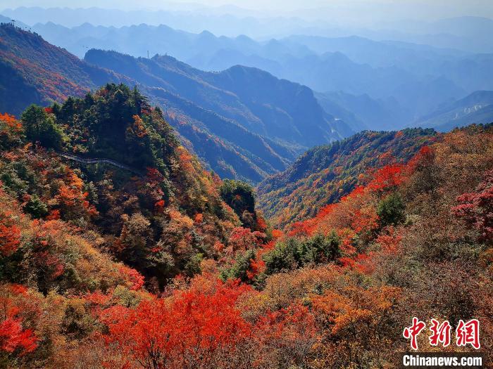 巴山大峽谷漫天紅葉?！埰?攝