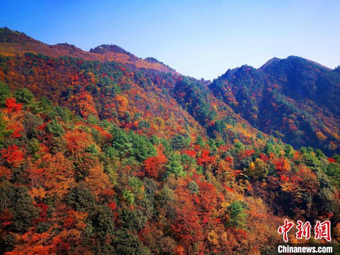 巴山大峽谷漫天紅葉。　張平 攝