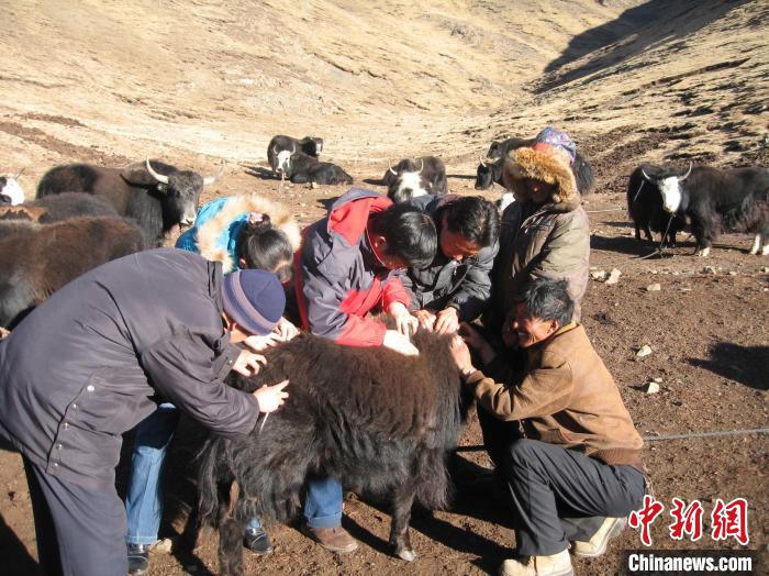 資料圖為研究團(tuán)隊(duì)在青南高原地區(qū)開(kāi)展了牦牛寄生蟲(chóng)病流行病學(xué)和防治技術(shù)研究。　 青海省畜牧獸醫(yī)科學(xué)院供圖