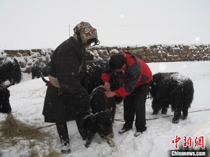 資料圖為研究團(tuán)隊(duì)在達(dá)日縣檢查牛背部皮蠅幼蟲(chóng)感染情況?！?青海省畜牧獸醫(yī)科學(xué)院供圖