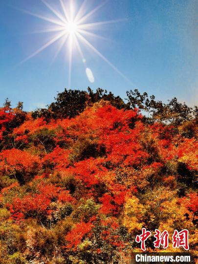 萬源市紅葉似火。　朱平安 攝