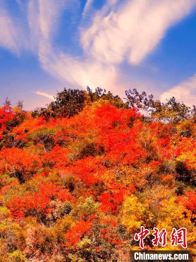 萬源深秋紅葉似火。　朱平安 　攝