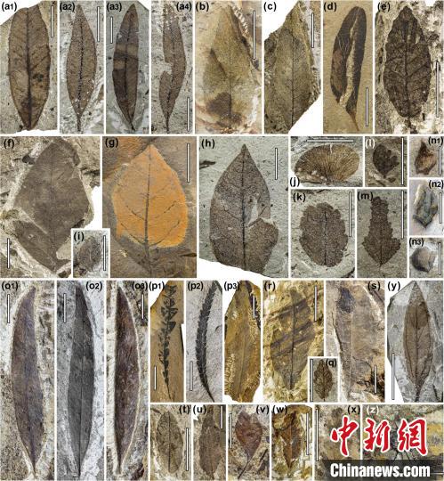 中始新世熱魯化石植物群(4500萬–4000萬年前)?！≈锌圃呵嗖馗咴?供圖