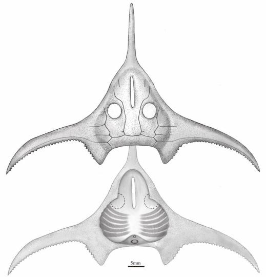 玉海翼角魚復(fù)原圖?！」ぢ?繪圖 攝
