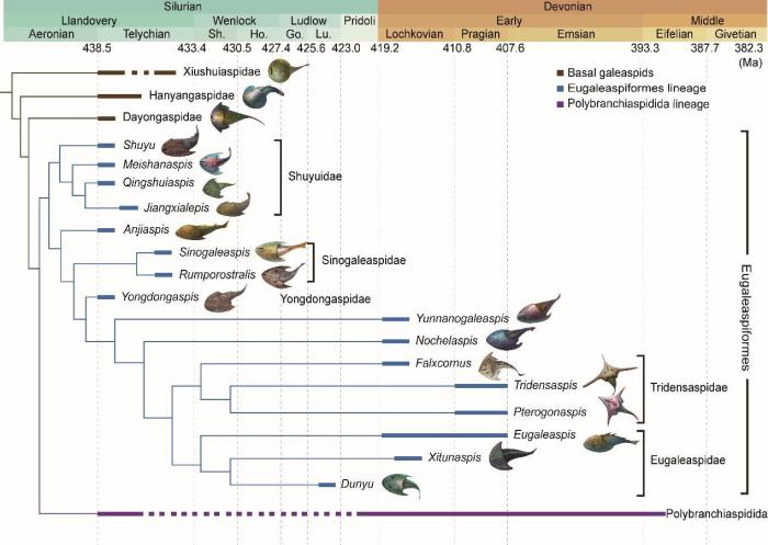 盔甲魚類的系統(tǒng)發(fā)育關(guān)系及地史分布?！≈锌圃汗偶棺邓?供圖