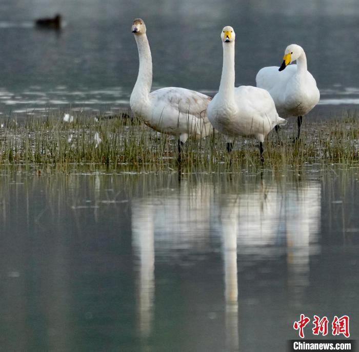 圖為三只大天鵝?！±钣穹?攝