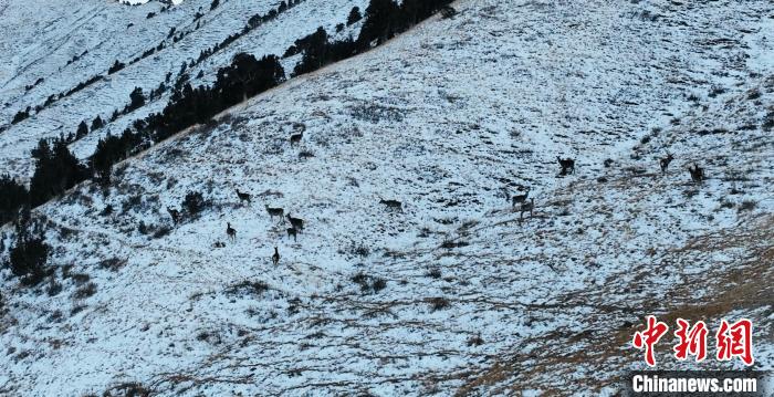 圖為巖羊和馬鹿集體在雪地里休憩?！《继m縣融媒體中心 供圖