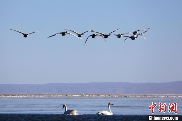圖為大天鵝在青海湖上空飛翔?！●R怡睿 攝