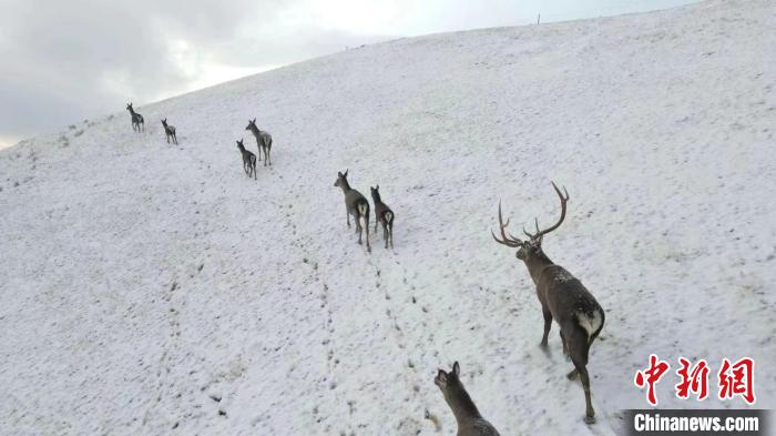圖為馬鹿群在雪地里行走?！〔湃?攝
