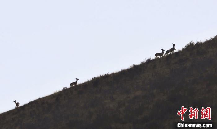 圖為狍鹿在山坡上漫步?！〔彭?xiàng)南加 攝
