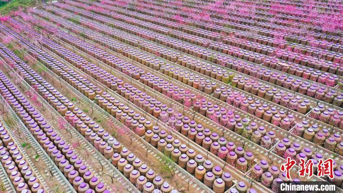 灼灼桃花惹人醉?！㈡?攝