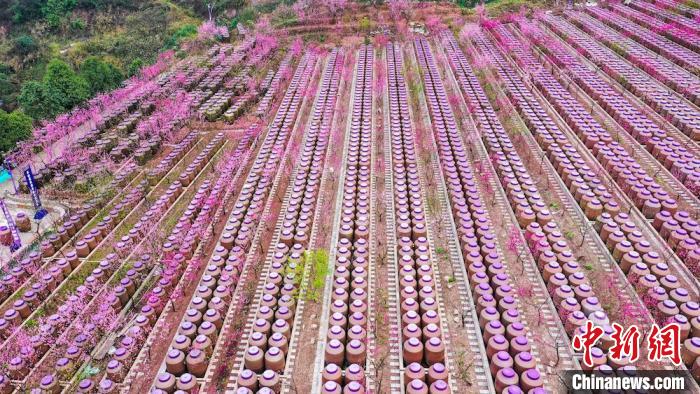灼灼桃花惹人醉。　劉媛 攝