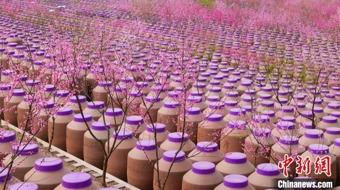 桃花和酒壇相映成趣?！∫足?攝