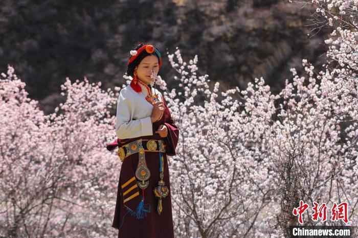 白玉縣河坡鎮(zhèn)桃花林間身穿民族服飾的藏族女孩?！“子袢诿?攝