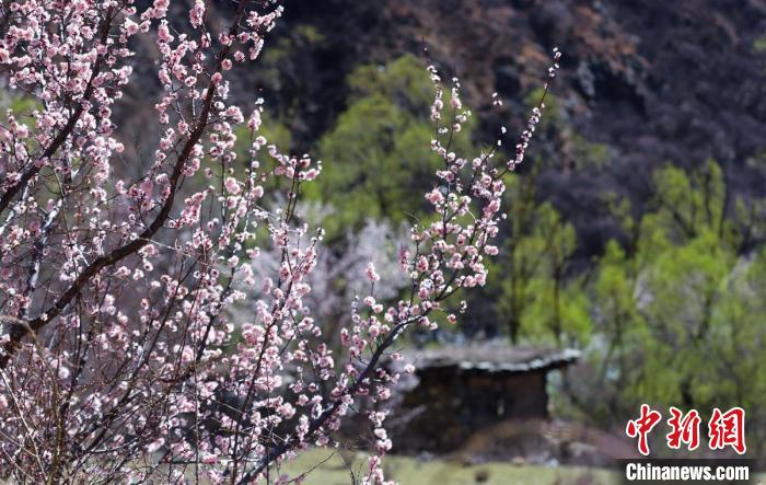 白玉縣河谷間盛開的桃花?！“子袢诿?攝