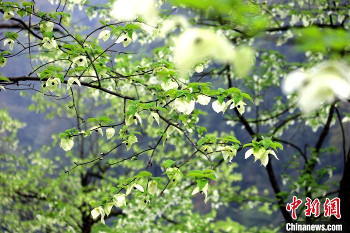 珙桐在春末夏初之際開花，花期較短?！螚?攝