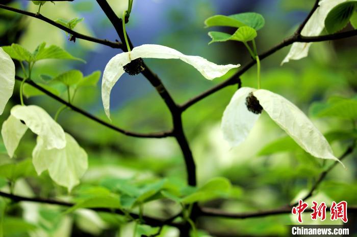 兩片潔白的花瓣隨風搖曳就像飛翔的白鴿?！螚?攝