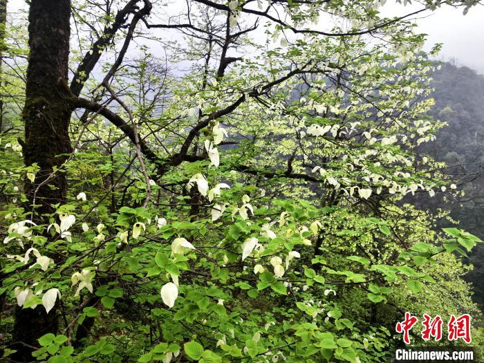 山谷兩側(cè)高大繁茂的珙桐樹?！螚?攝