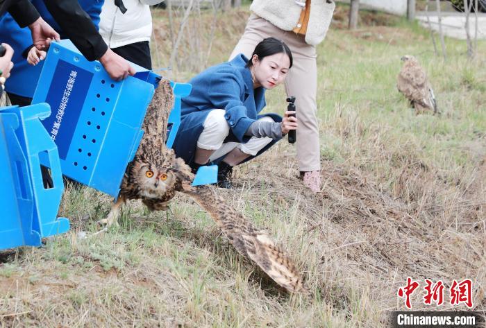 圖為西寧野生動(dòng)物園救護(hù)的雕鸮在西寧市放歸大自然?！●R銘言 攝