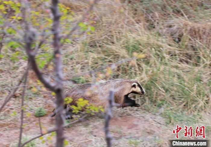 圖為西寧野生動(dòng)物園救護(hù)的狗獾在西寧市放歸大自然?！●R銘言 攝