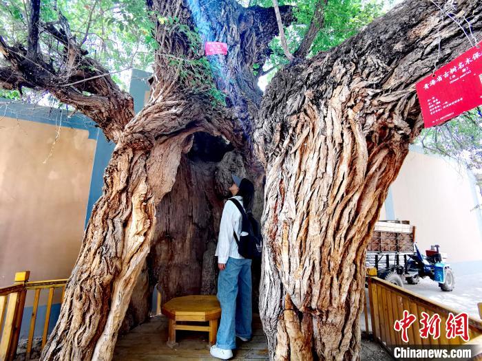 青海海東市阿河灘地質(zhì)文化村：古樹新枝、丹山碧水