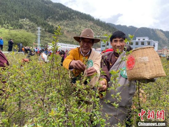 圖為當(dāng)?shù)剞r(nóng)牧民進行藏雪茶采摘比賽。　王劍輝 攝