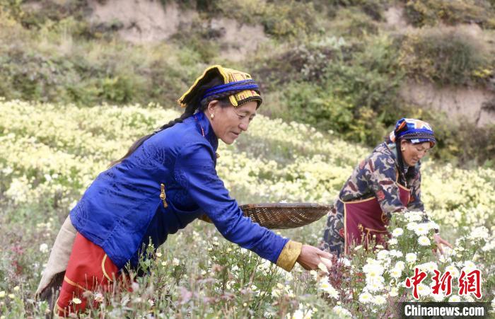 黑水村民在采摘杭白菊。桐鄉(xiāng)市宣傳部提供