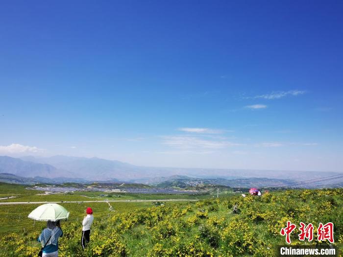 2020年07月07日拍攝于臨夏州積石山縣境內(nèi)，生態(tài)環(huán)境逐漸恢復(fù)，小黃花開遍山間。(資料圖) 殷春永 攝