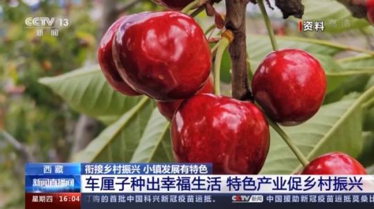 種蘑菇、養(yǎng)駱駝...。。特色產(chǎn)業(yè)助力鄉(xiāng)村振興走新路