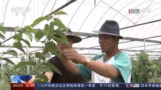 種蘑菇、養(yǎng)駱駝...。。特色產(chǎn)業(yè)助力鄉(xiāng)村振興走新路