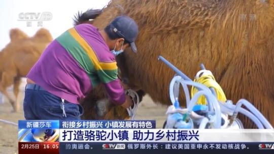種蘑菇、養(yǎng)駱駝...。。特色產(chǎn)業(yè)助力鄉(xiāng)村振興走新路