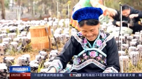 種蘑菇、養(yǎng)駱駝...。。特色產(chǎn)業(yè)助力鄉(xiāng)村振興走新路