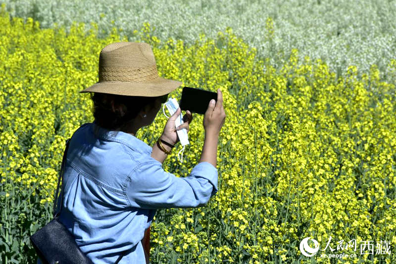 大片油菜花吸引游客到來(lái)。人民網(wǎng) 李海霞攝